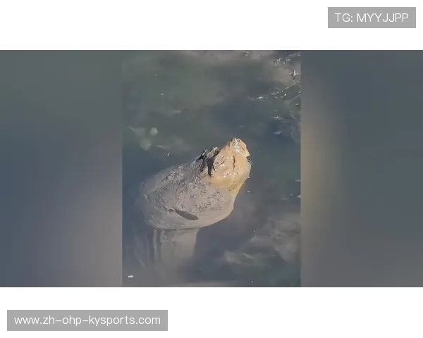 黢黑运动器材河边惊现 专家掌眼解析训练科技新趋势 黢黑运动器材河边惊现 专家掌眼解析训练科技新趋势